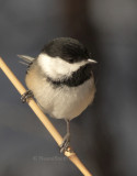 Black-capped Chickadee - Parus atricapillus  JA9 #8436