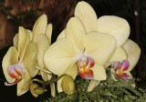 Phalaenopsis Miva Barbara F9 #8620.