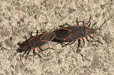 Eastern Box Elders - Mating AP9 #0686