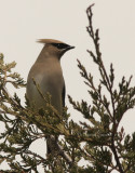 Cedar Waxwing - Bombycilla cedrorum MY9 #3305