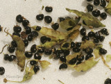 Dutchmans Breeches-Dicentra cucullaria  Seeds MY9 #9395