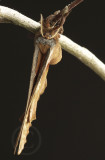 Antheraea polyphemus Female JN9 #4743