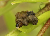 Lily leaf Beetle larvae JN9 #1172
