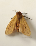 Pyrrharctia isabella - Tiger Moth JN9 #1260