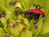 Lily Leaf Beetle JN9 #4806