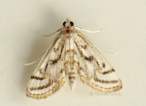 Chestnut-marked Pondweed Moth JN9 #1686