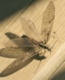 Fishfly JL9 #1870