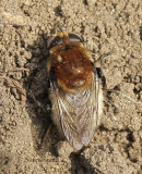 Merodon equestris - Narcissus Bulb Fly JN9 #5423