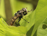 Sericomyia lata JL9 #9420