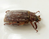 June Beetle - Polyphylla sp.  JL9 #0372