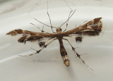 Plume Moth JL9 #0696