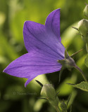 Platycodon grandiflorus - Balloon Flower JL9 #1113