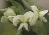 Snow Pea Blossoms JL9 #1218