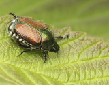 Japanese Beetle - Popilla japonica  AU9 #2517.