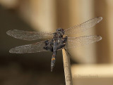 Black Saddlebags - Tramea lacerata AU9 #2972