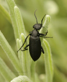 Black Blister Beetle - Epicauta pennsylvanica AU9 #6000