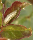 Syrphid larvae  MY10 #4101