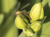 Crane Fly JN10 #9266