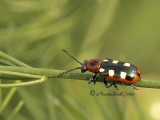 Common Asparagus Beetle JN10 #8915