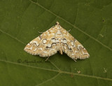 Munroessa icciusalis - Pondside Pyralid Moth - Hodges #4748 JL10 #2737