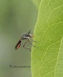 Robber (Diotria) Fly JL10 #1292