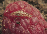 Lacewing Larvae JL10 #1640