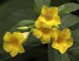 Allamanda nerifolia S10 #0614