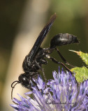 Great Black Wasp - Sphex pensylvanicus  AU10 #4445