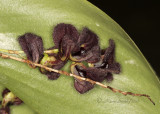 Pleurothallis tarantula S10 #1036