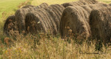 Hay Bales-Tantramar Marsh  S10 #8270