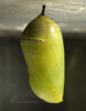 Monarch chrysalis S10 #0380