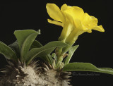 Pachypodium horombense S10 #0396