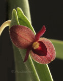 Pleurothallis dilemma O10 #1190