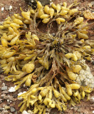 Seaweed S10 #6974