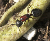 Camponotus novaeboracensis S10 #9243