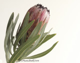 Protea nerifolia D10 #2835