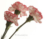 Carnations D10 #3395