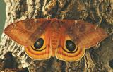 IO Moth-female-Automeria io