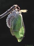 Actias luna - Luna Moth