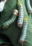 Callosamia promethea-5th-instar