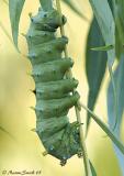 Hyalophora cecropia - 5th instar