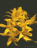 LC. Ritzy Gold