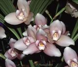 Lycaste Macama-x-Always