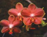 Phalaenopsis Carmelas Ruby-x-Goldberry.jpg