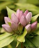 Closed Gentian