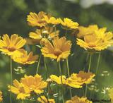 Lance-leaved Coreopsis