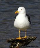 Yellow-footed Gull