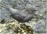 American Dipper