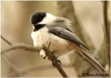 Black-capped Chickadee - Parus atricapillus