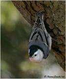 White-breasted Nuthatch - Sitta carolinensis